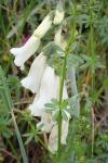 Digitalis purpurea