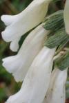 Digitalis purpurea