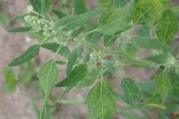 Chenopodium album