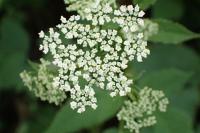 Aegopodium podagraria