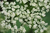 Aegopodium podagraria