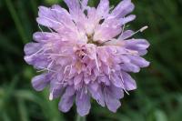 Knautia arvensis