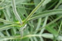 Knautia arvensis