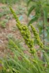 Carex vulpinoidea