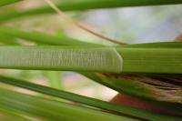 Carex vulpinoidea