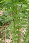 Oreopteris limbosperma