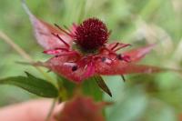 Comarum palustre