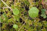 Hydrocotyle vulgaris