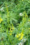 Melilotus officinalis