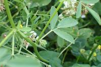 Melilotus officinalis