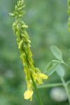 Melilotus officinalis