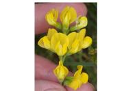 Lathyrus pratensis