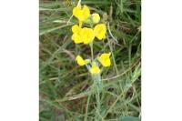 Lathyrus pratensis
