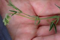 Lathyrus pratensis