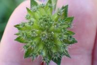 Knautia arvensis