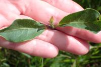 Lonicera periclymenum