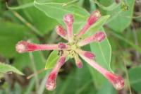 Lonicera periclymenum