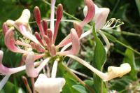 Lonicera periclymenum