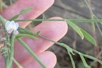 Linaria repens