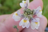Linaria repens