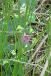 Juncus effusus