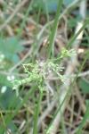 Juncus effusus