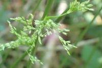 Juncus effusus
