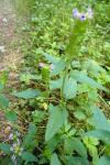 Prunella vulgaris