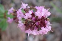 Thymus pulegioides