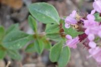 Thymus pulegioides