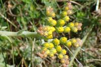 Petrosedum rupestre