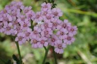 Achillea millefolium