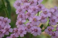 Achillea millefolium