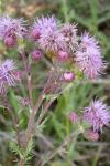 Cirsium arvense