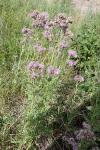 Cirsium arvense