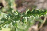 Cirsium arvense