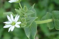 Stellaria aquatica