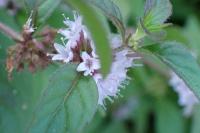 Mentha arvensis
