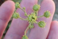 Hieracium umbellatum