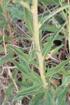 Hieracium umbellatum