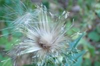 Cirsium vulgare