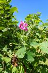 Lathyrus latifolius