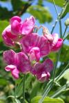 Lathyrus latifolius