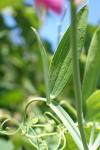 Lathyrus latifolius