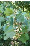 Acer pseudoplatanus