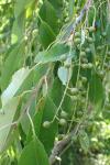 Prunus serotina