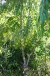 Prunus serotina