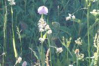 Traunsteinera globosa