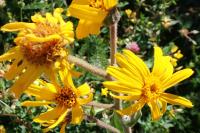 Arnica montana
