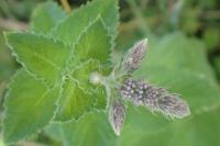 Mentha suaveolens